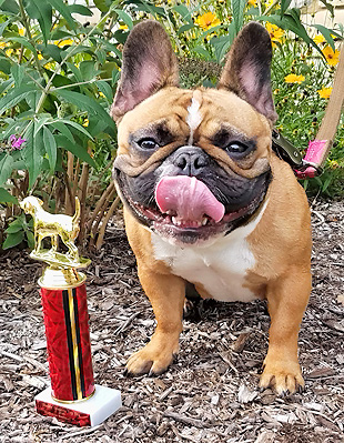 2019 Dog Days of Summer Top Dog Winner