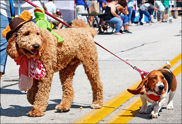 Dog Days of Summer Strut Your Mutt Parade